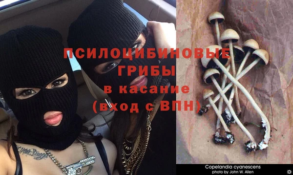 гашик Алексин