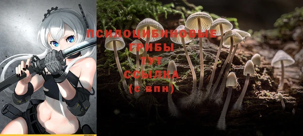 гашик Алексин